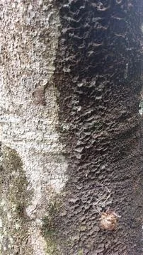 Close up image of tree bark texture with a rough and unique surface pattern Stock Photos