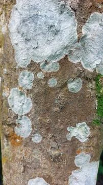Close up image of tree bark texture with a rough and unique surface pattern Stock Photos