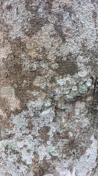 Close up image of tree bark texture with a rough and unique surface pattern Stock Photos