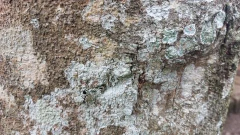 Close up image of tree bark texture with a rough and unique surface pattern Stock Photos