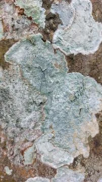 Close up image of tree bark texture with a rough and unique surface pattern Stock Photos
