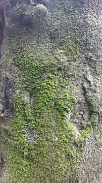Close up image of tree bark texture with a rough and unique surface pattern Stock Photos