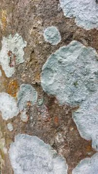 Close up image of tree bark texture with a rough and unique surface pattern Stock Photos