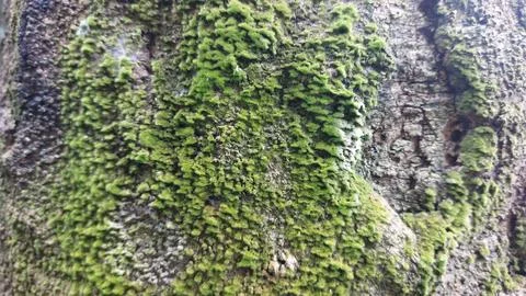 Close up image of tree bark texture with a rough and unique surface pattern Stock Photos