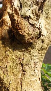 Close up image of tree bark texture with a rough and unique surface pattern Stock Photos