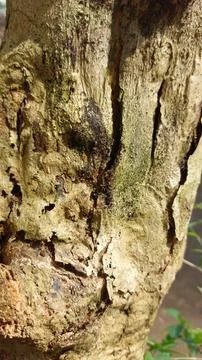 Close up image of tree bark texture with a rough and unique surface pattern Stock-Fotos