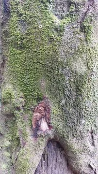 Close up image of tree bark texture with a rough and unique surface pattern Stock Photos