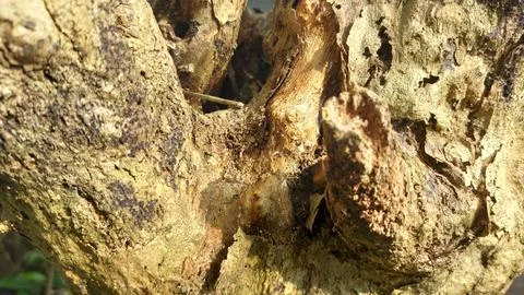 Close up image of tree bark texture with a rough and unique surface pattern Stock Photos