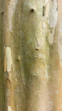 Close up image of tree bark texture with a rough and unique surface pattern Stock Photos