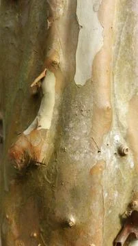 Close up image of tree bark texture with a rough and unique surface pattern Stock Photos