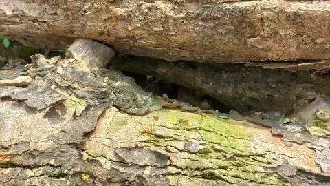 Close up image of tree bark texture with a rough and unique surface pattern Stock Photos
