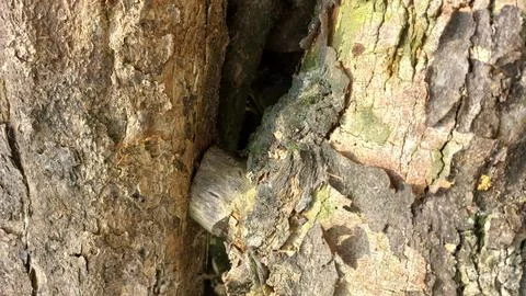 Close up image of tree bark texture with a rough and unique surface pattern Stock Photos