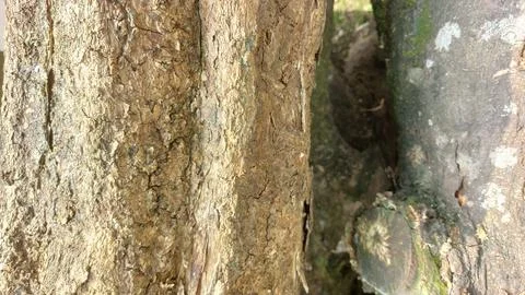Close up image of tree bark texture with a rough and unique surface pattern Stock Photos