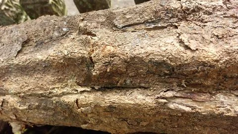 Close up image of tree bark texture with a rough and unique surface pattern Stock Photos