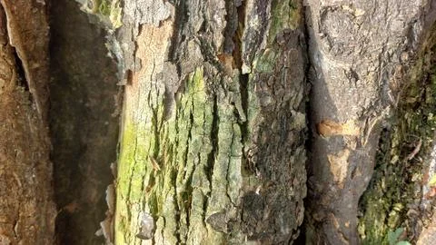 Close up image of tree bark texture with a rough and unique surface pattern Stock Photos