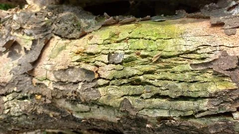 Close up image of tree bark texture with a rough and unique surface pattern Stock Photos