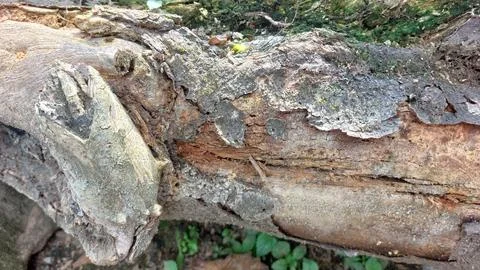 Close up image of tree bark texture with a rough and unique surface pattern Stock Photos