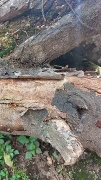 Close up image of tree bark texture with a rough and unique surface pattern Stock Photos