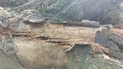Close up image of tree bark texture with a rough and unique surface pattern Stock-Fotos