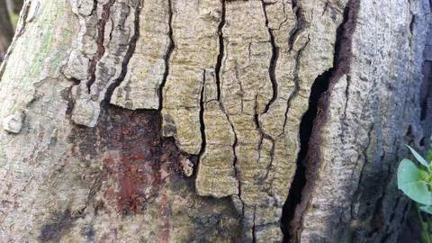 Close up image of tree bark texture with a rough and unique surface pattern Stock Photos
