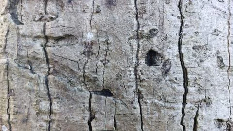 Close up image of tree bark texture with a rough and unique surface pattern Stock Photos