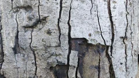 Close up image of tree bark texture with a rough and unique surface pattern Stock-Fotos
