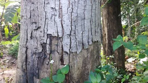 Close up image of tree bark texture with a rough and unique surface pattern Foto stock