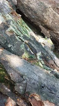 Close up image of tree bark texture showing the rough and unique natural surface Stock Photos