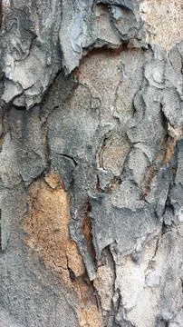 Close up image of tree bark texture showing the rough and unique natural surface Foto stock