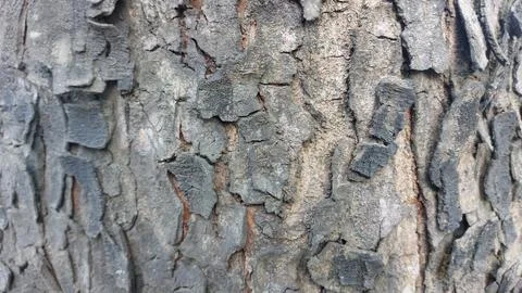 Close up image of tree bark texture showing the rough and unique natural surface Stock Photos