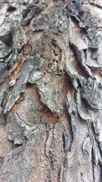 Close up image of tree bark texture showing the rough and unique natural surface Stock Photos