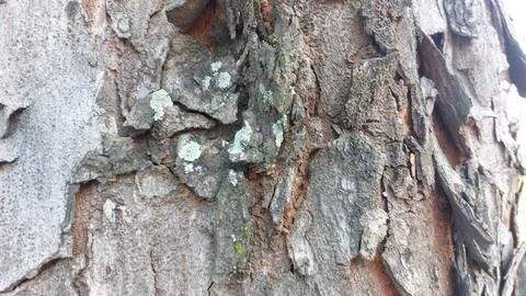 Close up image of tree bark texture showing the rough and unique natural surface Stock Photos