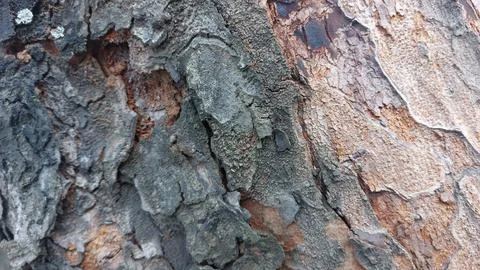 Close up image of tree bark texture showing the rough and unique natural surface Foto stock