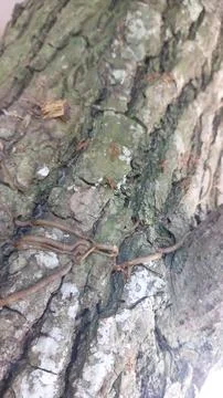 Close up image of tree bark texture showing the rough and unique natural surface Stock Photos