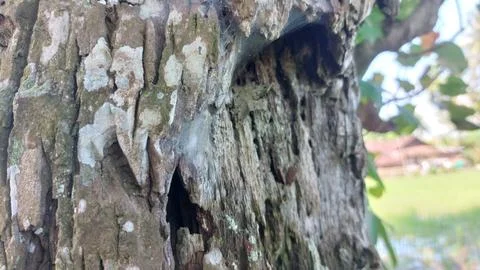 Close up image of tree bark texture showing the rough and unique natural surface Stock-Fotos