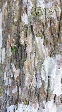 Close up image of tree bark texture showing the rough and unique natural surface Stock Photos