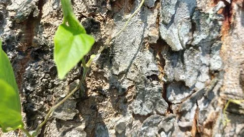 Close up image of tree bark texture showing the rough and unique natural surface Stock-Fotos