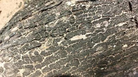 Close up image of tree bark texture showing the rough and unique natural surface Stock Photos