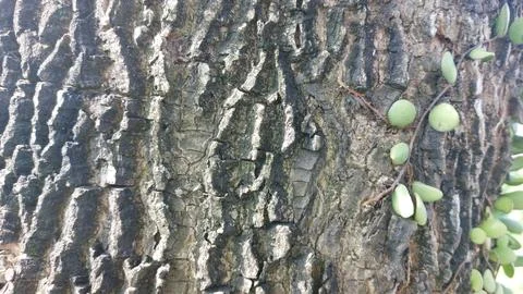 Close up image of tree bark texture showing the rough and unique natural surface Stock Photos
