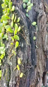 Close up image of tree bark texture showing the rough and unique natural surface Stock Photos