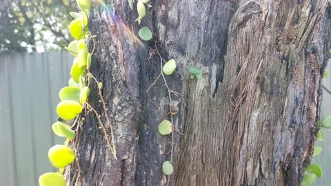 Close up image of tree bark texture showing the rough and unique natural surface Stock Photos