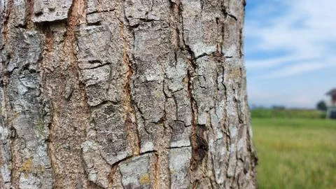 Close up image of tree bark texture showing the rough and unique natural surface Stock-Fotos