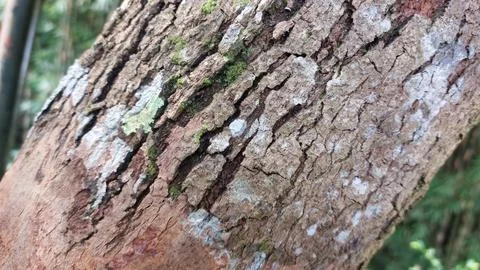 Close up image of tree bark texture showing the rough and unique natural surface Stock Photos