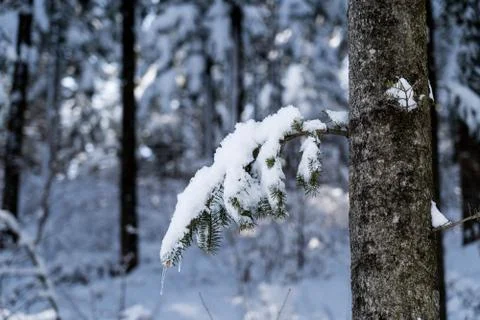 Close up image of tree branch with green leaves covered with heavy snow. Stock Photos