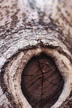 Close-up image of tree trunk with circular hollow core, cracked center Stock Photos
