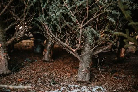 Close   up   image   of   trees   resting   on   snow Stock Photos