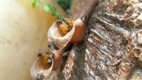 Close-up image of trigona bees in a nest on a tree. Stock Footage 334016657