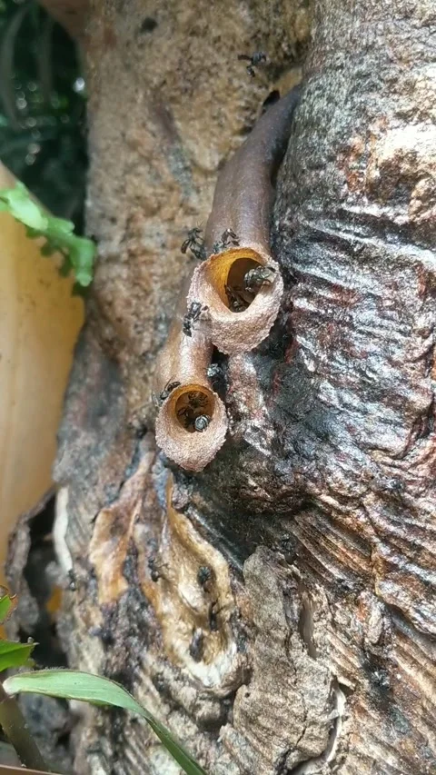 Close-up image of trigona bees in a nest on a tree. Stock Footage 334016660
