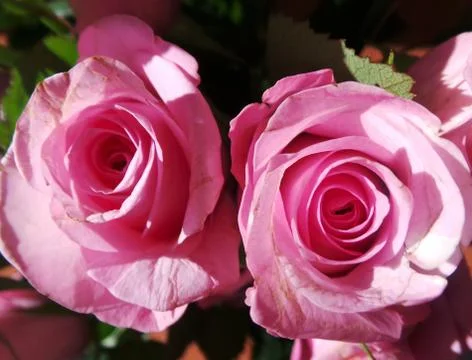 Close up image of two pink roses Stock Photos