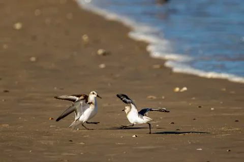 Close up image of two semipalmated sandpipers (Calidris pusilla) fighting Stock Photos
